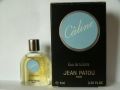 Patou-caline2.jpg